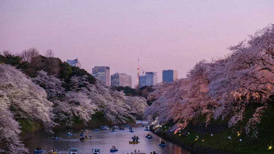 Kayakers glide along a peaceful river in Japan, surrounded by blooming cherry blossoms that frame the water in delicate pink petals.Photo by Yu Kato on Unsplash