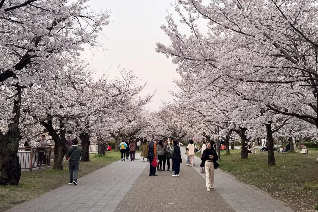 Planning for Cherry Blossom Season 2026? Here’s Your Japan Travel Guide logo