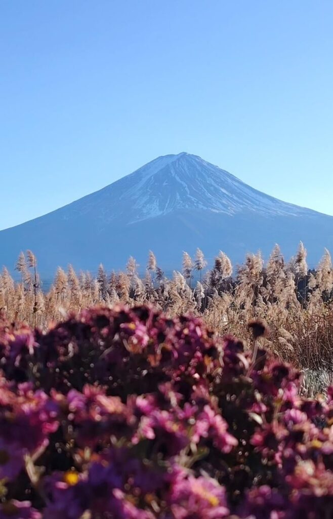 Fuji San in full bloom