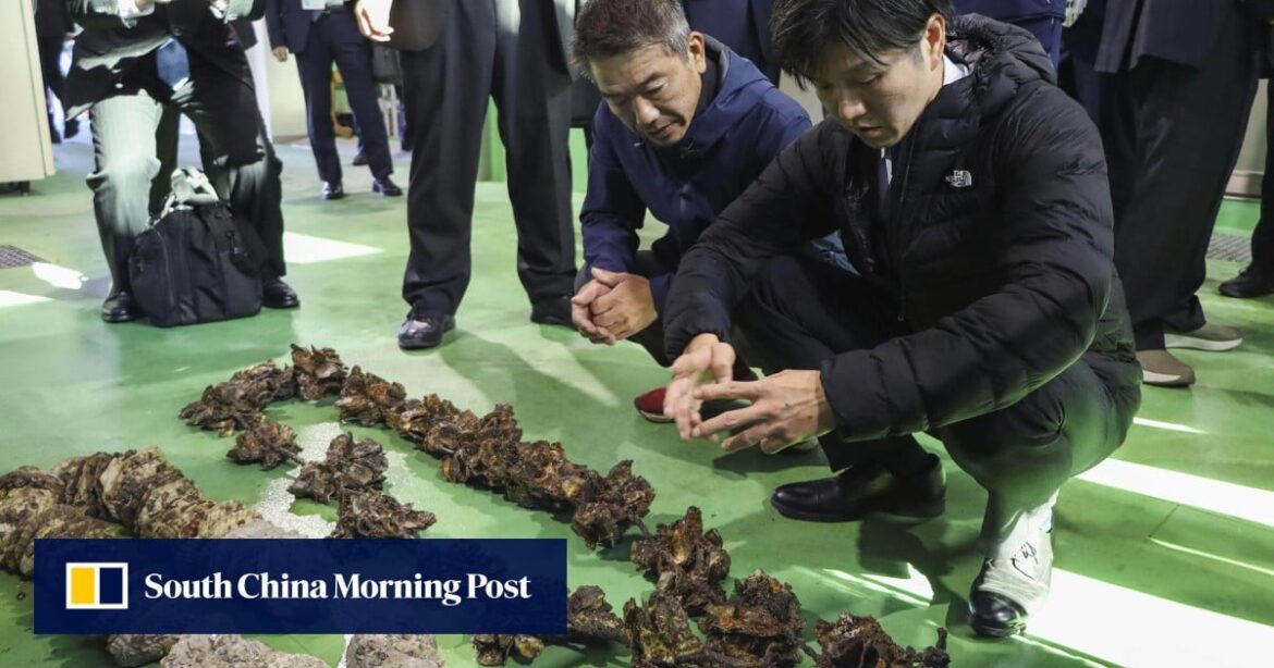 Japan’s oyster farmers face ruin amid rising sea temperatures: ‘dying en masse’