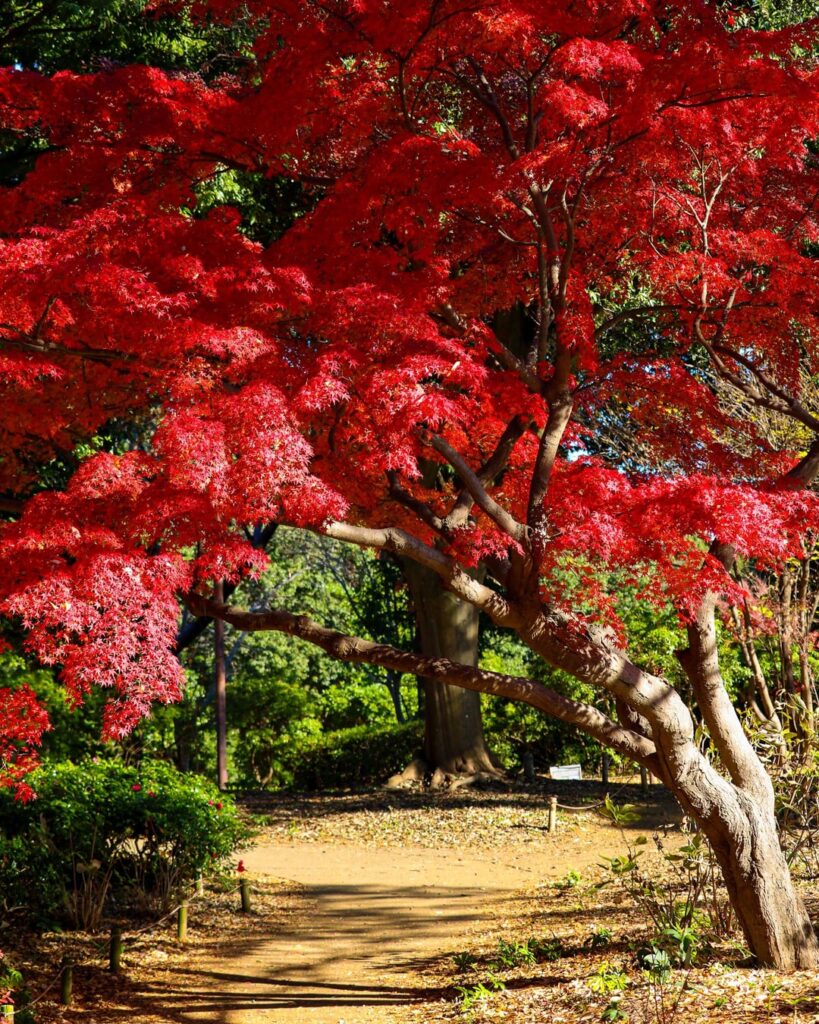 Red Autumn at Showa Kinen Park, Tachikawa