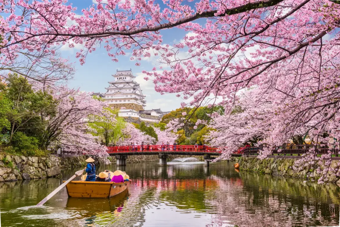 Japan considers tourist entry fee under new travel authorisation system Cherry blossoms framing Himeji Castle with a red bridge and boat on the moat in spring, Japan.