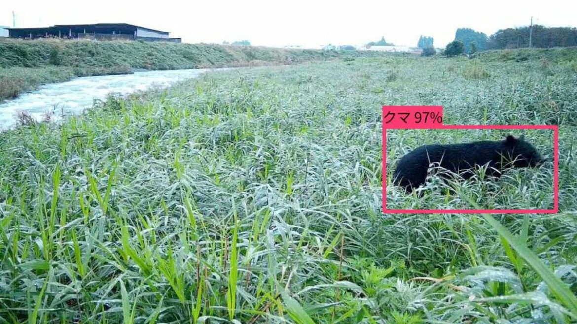 AI cameras speed alerts on bear sightings in Japan AI cameras speed alerts on bear sightings in Japan