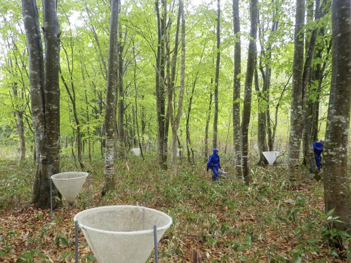 Japan study on beech nut suggests increased bear encounters in 2027 Japan study on beech nut suggests increased bear encounters in 2027