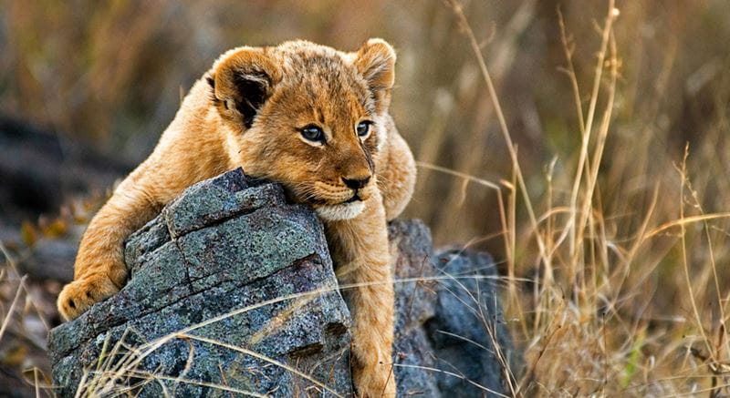 Lion cub draped over a rock in South Africa