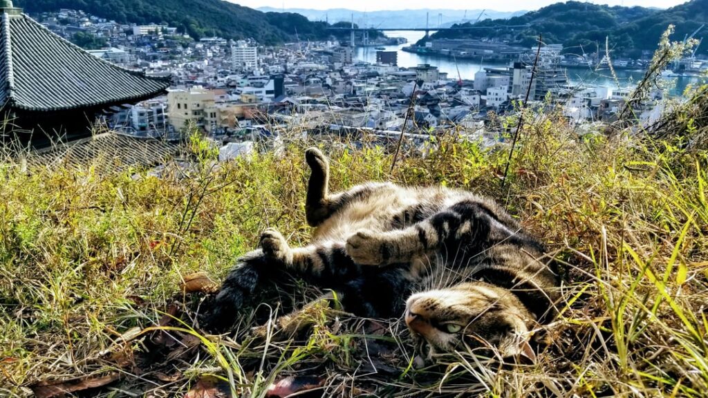 In recognition of the passing of Ken-chan, one of the two cats who kept trying to visit the Onomichi City Museum of Art, here are a few cats I've met in that same city.