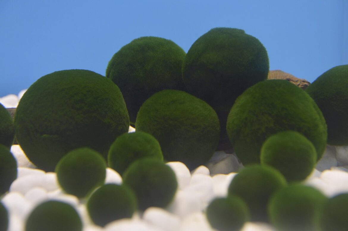 Hokkaido Plans Waterweed Removal from Lake Akan Marimo Moss Balls Colony Hokkaido Plans Waterweed Removal from Lake Akan Marimo Moss Balls Colony