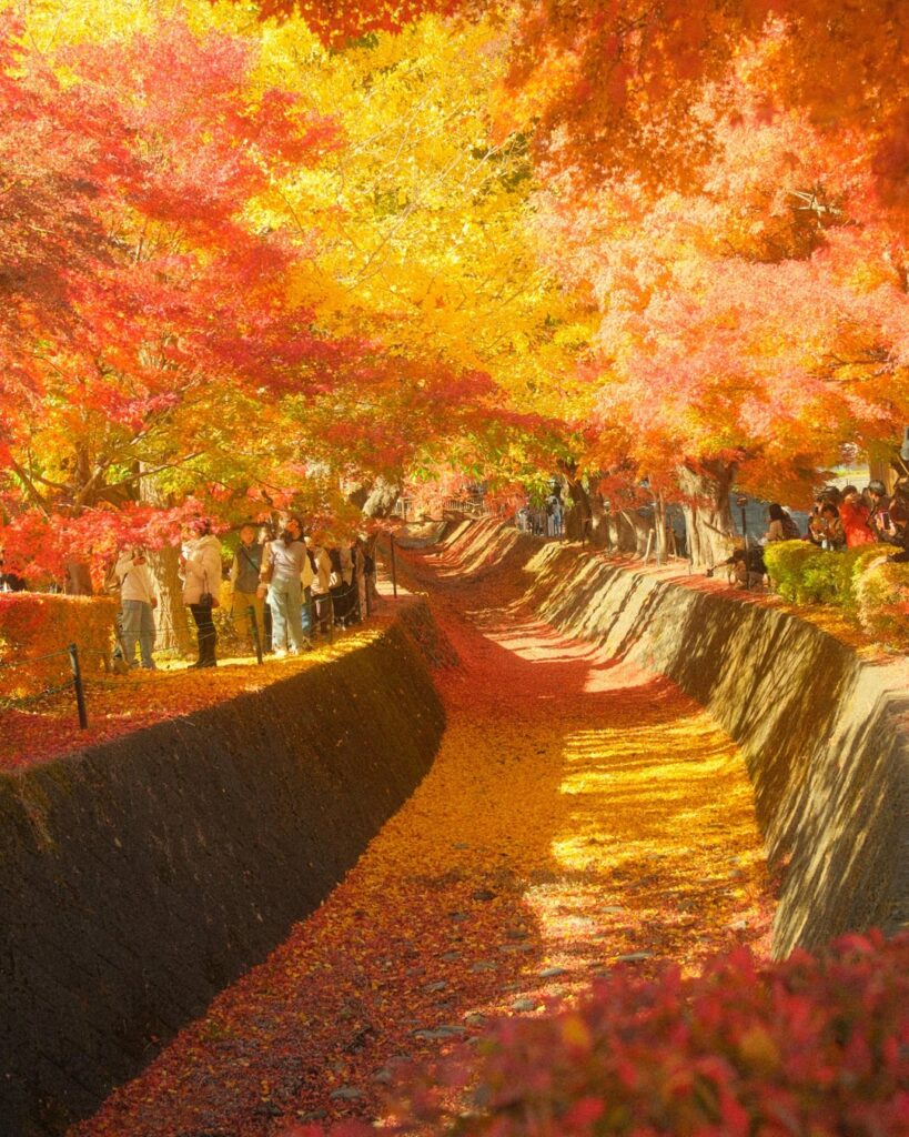 Mid-November in Fujikawaguchiko