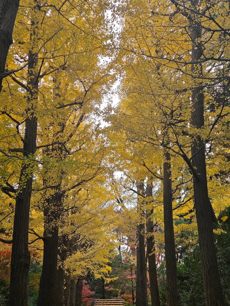 Different Shades Of Autumn