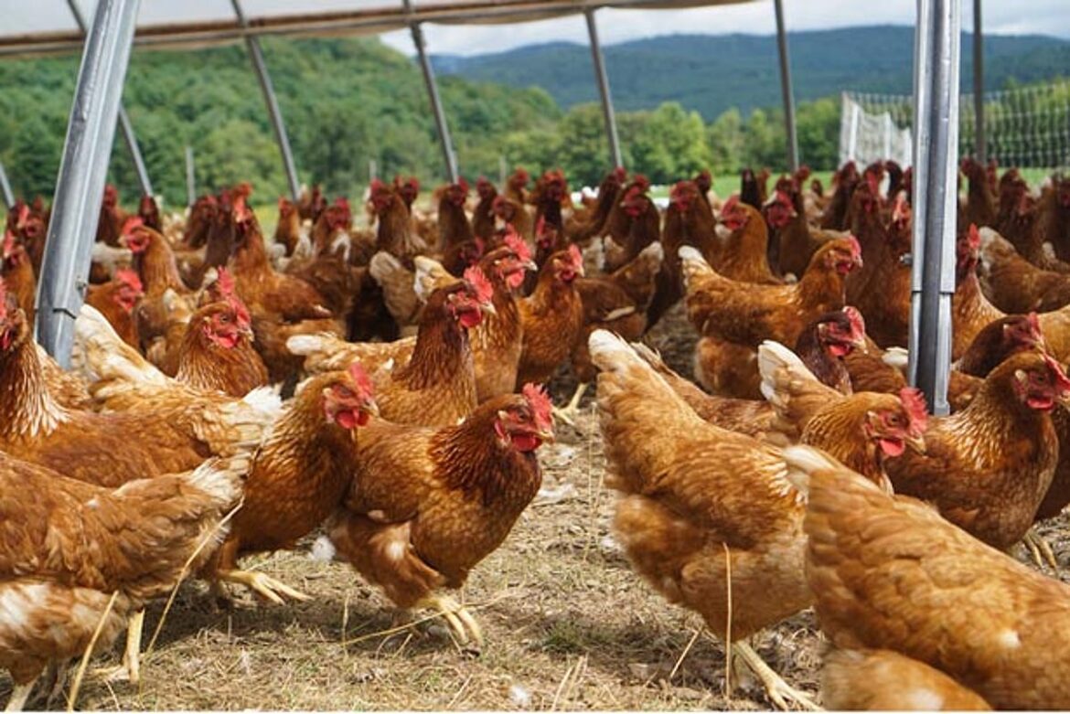Japan reports avian influenza outbreak in Hokkaido Japan reports avian influenza outbreak in Hokkaido