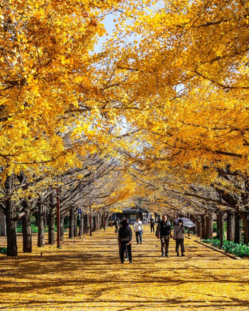 Showa Kinen Park, Tachikawa