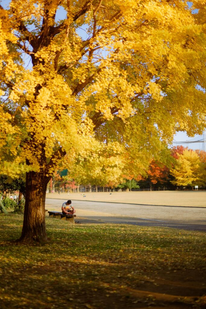 My November Around Tokyo