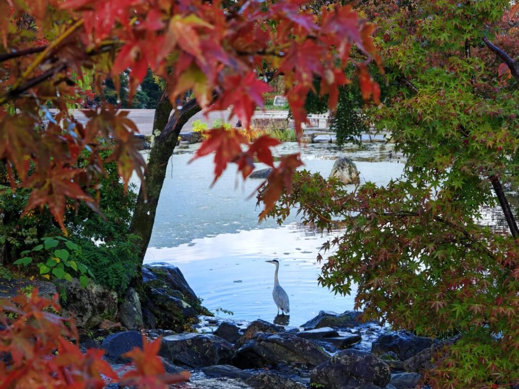 Aosagi in the City - Kyoto