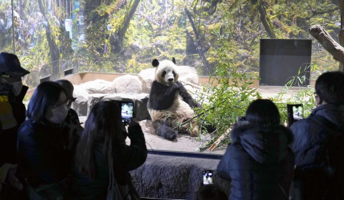 Return of Tokyo zoo’s pandas will make Japan panda-less for first time in 50 years