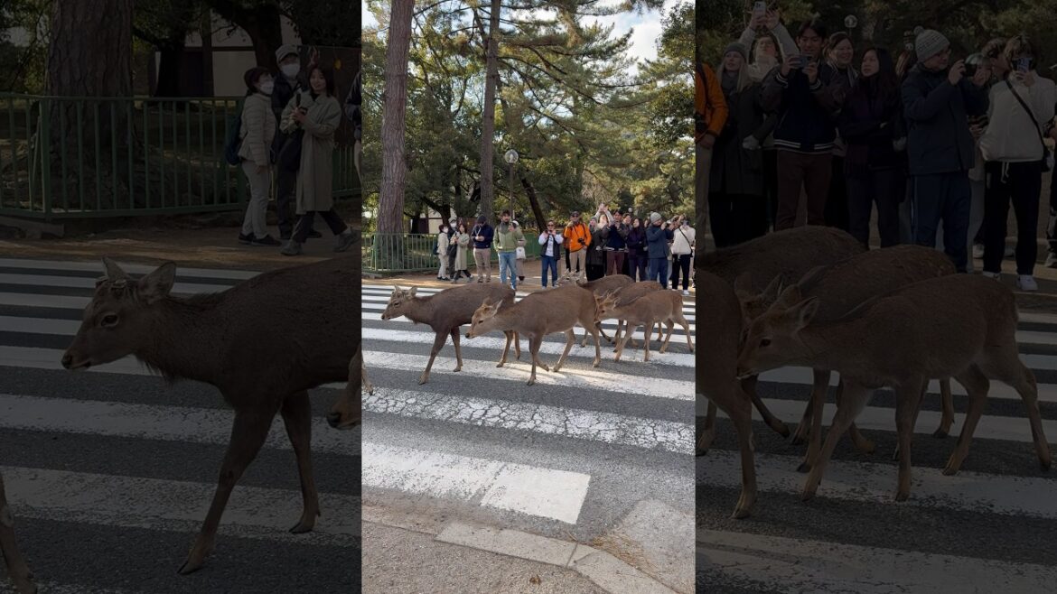 Nara Park Magic: Deer Cross Only on Green – Tourists Lose Their Minds!