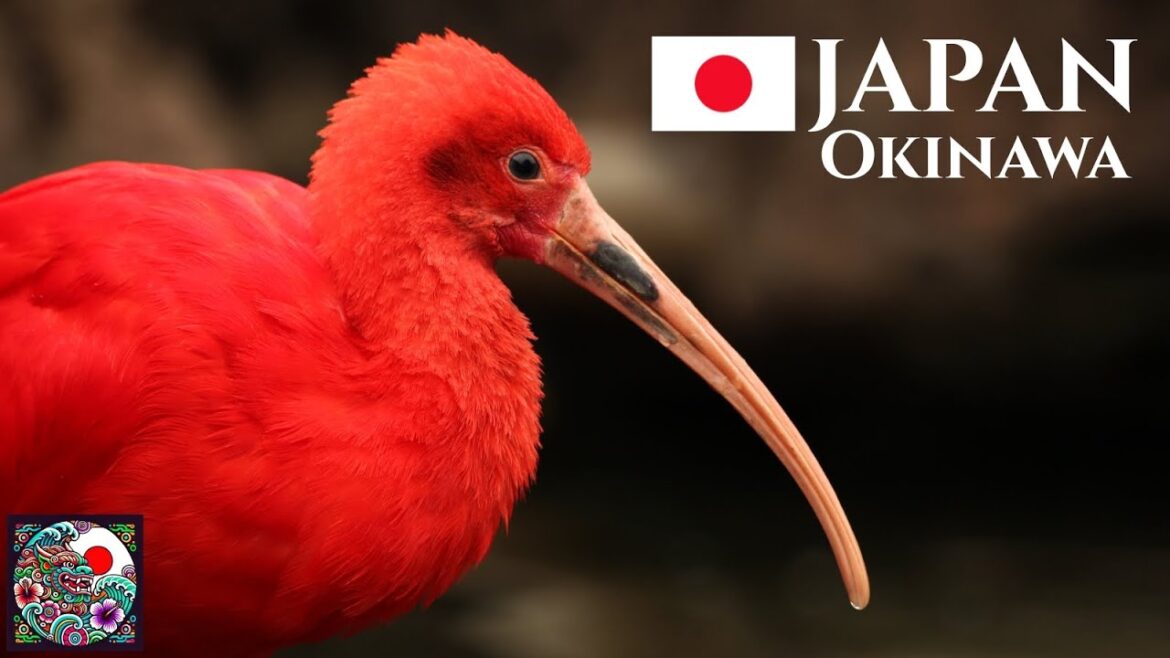 Zoo in Japan, Okinawa Bird and Wildlife Park | Calm Walking Tour