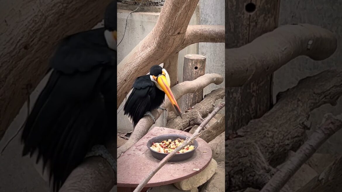 Adventure World in Wakayama, Japan