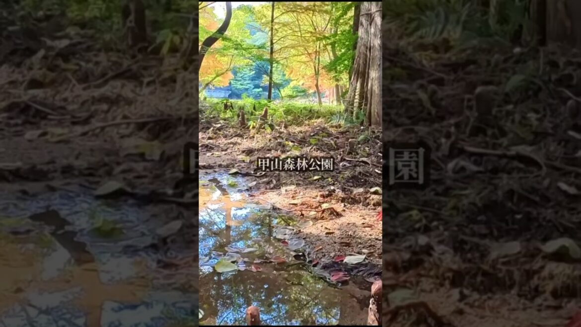 【秋の甲山🍁】兵庫県西宮にある穴場の紅葉スポット