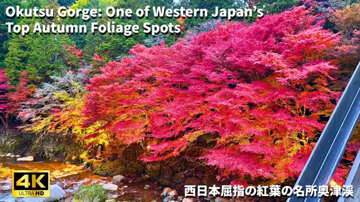 【Okayama】Walking One of Western Japan’s Best Autumn Spots | Gorge Scenery & Magical Illuminations