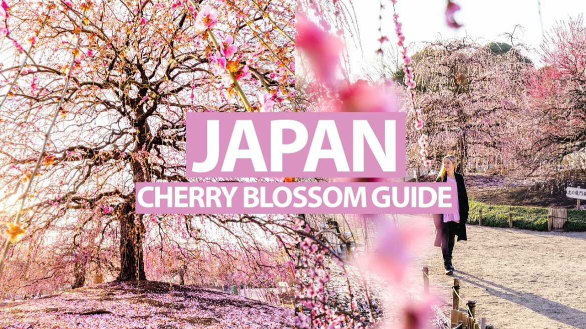 ULTIMATE GUIDE TO CHASING CHERRY BLOSSOMS IN JAPAN (Best Tips & Tricks)