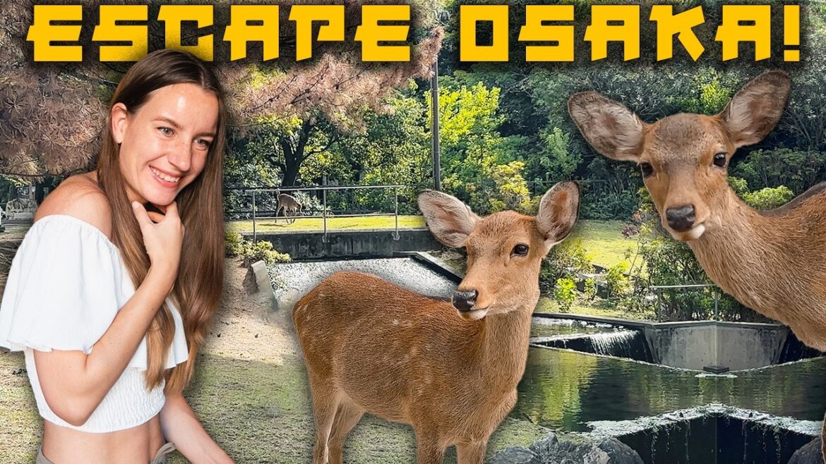 The perfect day in Nara | Day Trip from Osaka