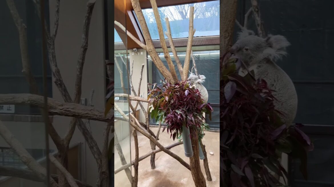 【KOBE】Must-See Tourist Attraction - Kobe Oji Zoo Koala