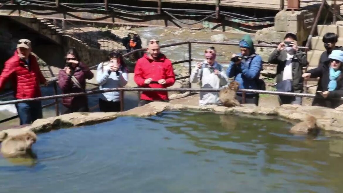 Snow Monkeys,  Nagano Japan