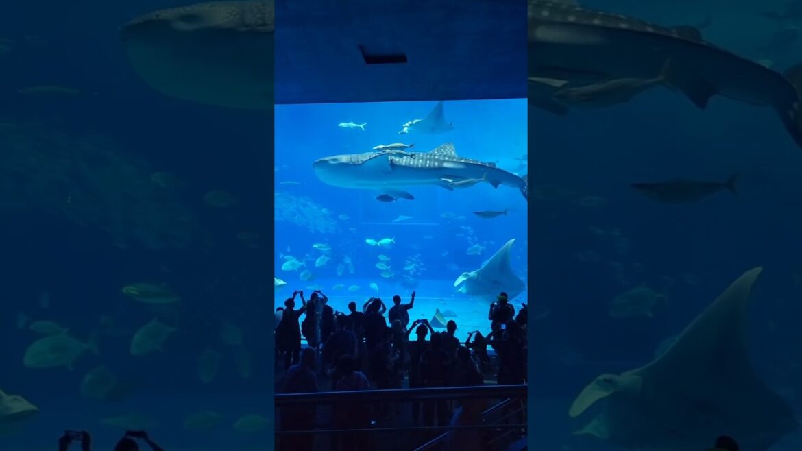 Come visit Jinta, the largest whale shark in Japan | Okinawa Churaumi Aquarium #japan #okinawa Come visit Jinta, the largest whale shark in Japan | Okinawa Churaumi Aquarium #japan #okinawa