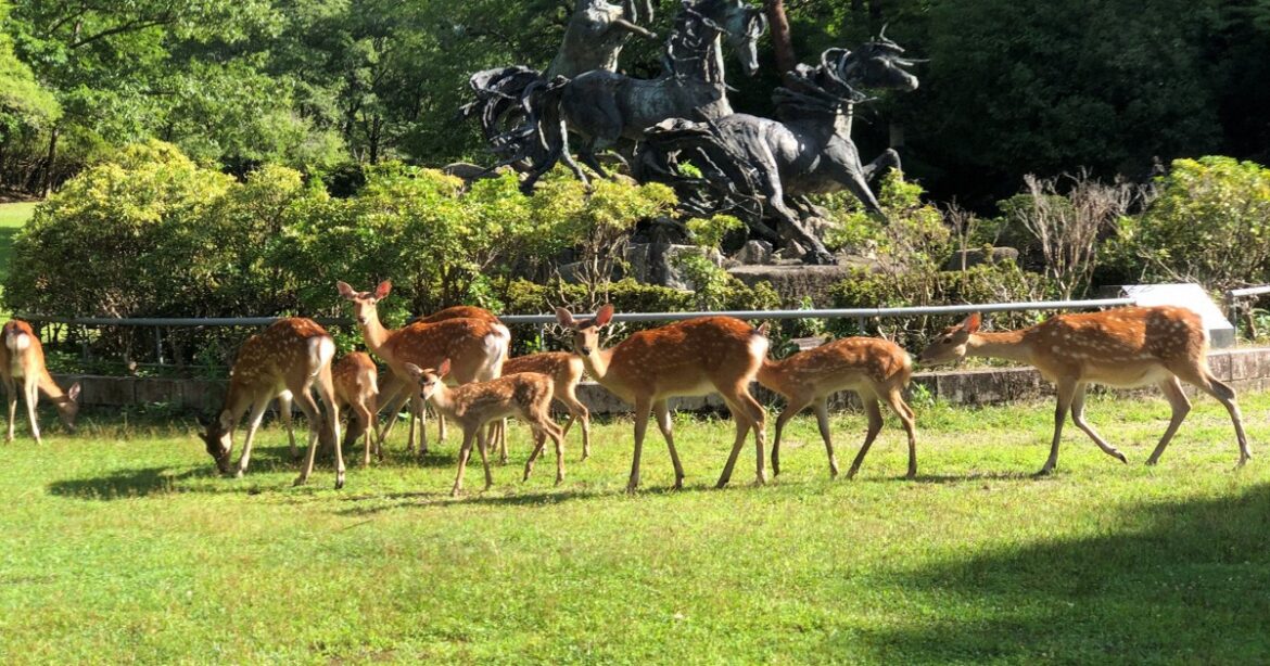 Unprecedented plan to relocate wild deer in Kyoto to Nagoya Castle begins