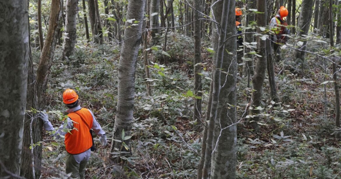 Tree-killing disease spreading rapidly across Hokkaido