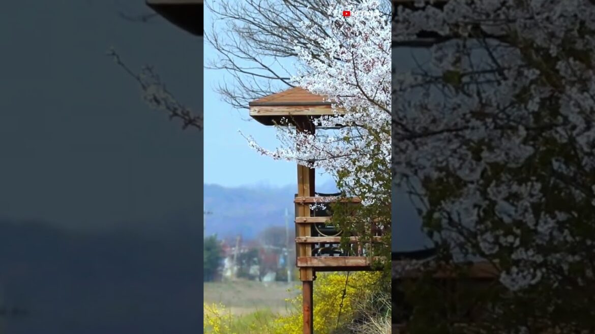 Hakone’s Hidden Zen: Nature’s Perfect Pause 🌿✨ | Travel Video 4K