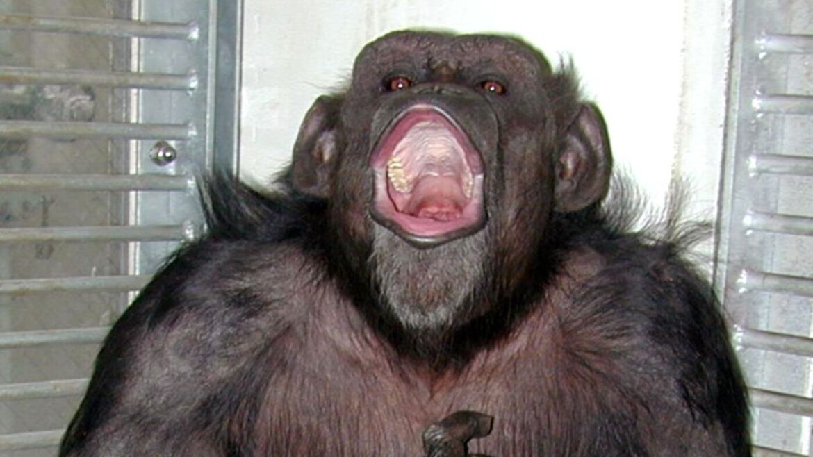 Remembering Ai, a remarkably intelligent chimpanzee : NPR