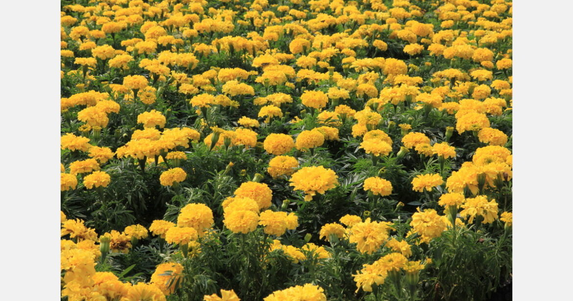 Japan to export chrysanthemums to U.S. for the first time