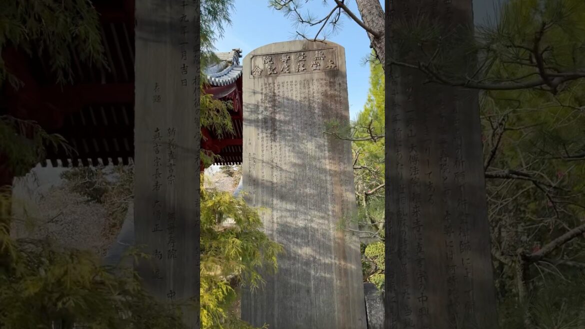 A Huge Tree Full of Sakura Blossoms and a Carved Stone in a Shrine in Chiba. #japan #chiba #shrine