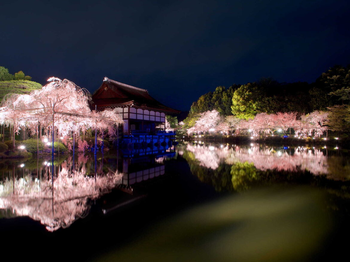 Heian Shrine Sakura Otoyo cherry blossom illumination and concert | Heian Shrine