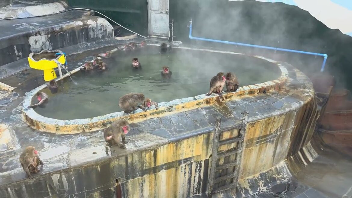 Snow Monkey @ Hakodate Tropical Botanical Garden