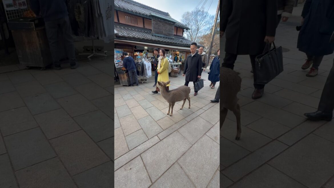 Meeting the Famous Nara Deer 🦌✨ | Japan Travel Vlog episode 2