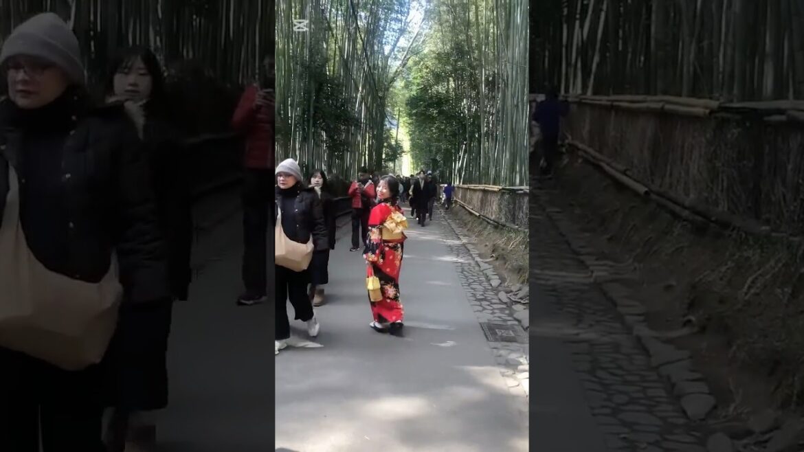 Kyoto- Arashiyama Bamboo (Kyoto,Japan)