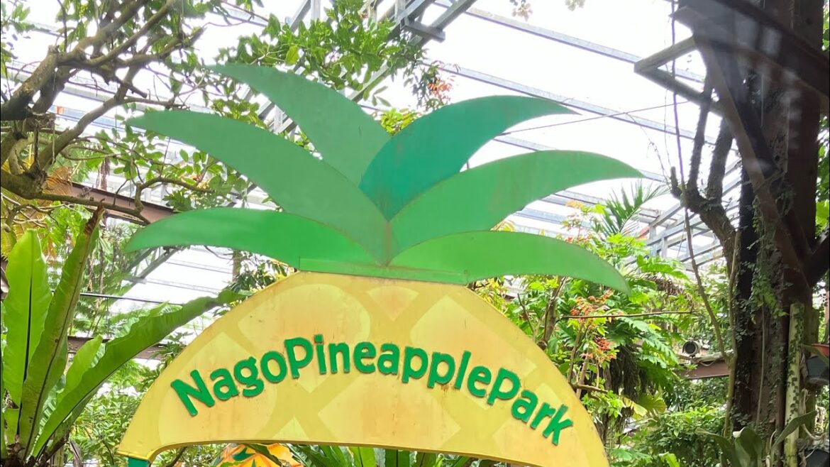 NAGO PINEAPPLE PARK 🍍