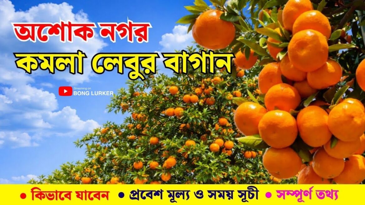 Asoknagar Komla Lebu Bagan | Asoknagar Orenge Garden | Nearest Tourist Spot From Kolkata Asoknagar Komla Lebu Bagan | Asoknagar Orenge Garden | Nearest Tourist Spot From Kolkata