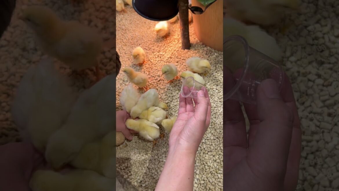 【KOBE】Must-See Tourist Attractions - MOFF Animal Café