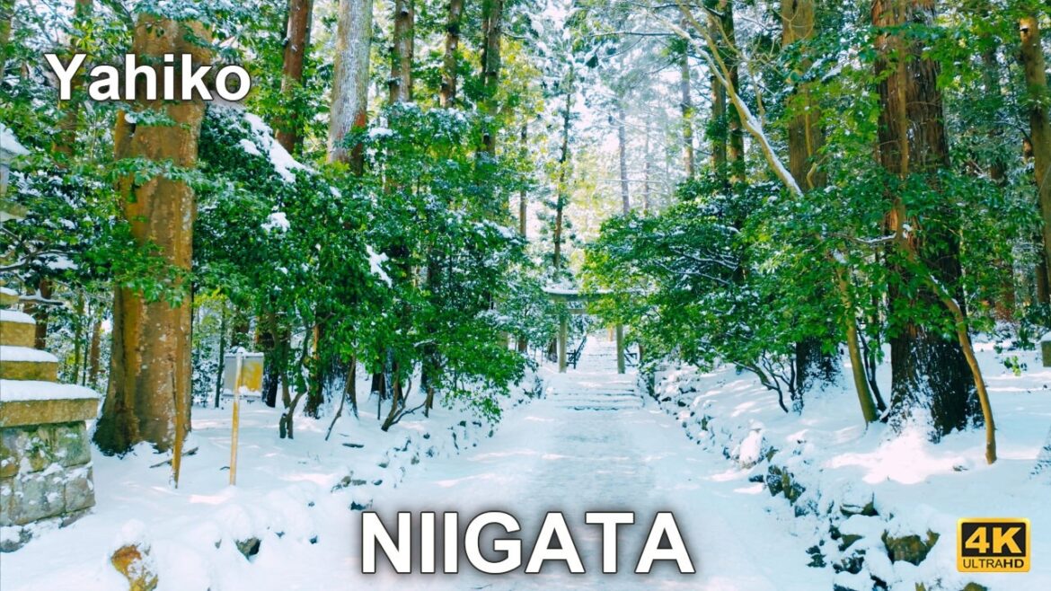 Tsubamesanjo, Yahiko Snowy Walking Tour at Niigata, Japan 2026.