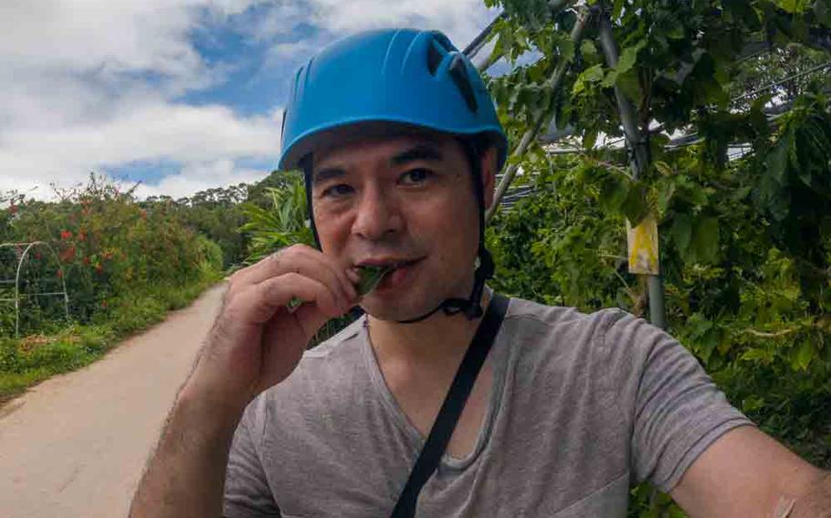 Author sampling Karaki tree leaves.