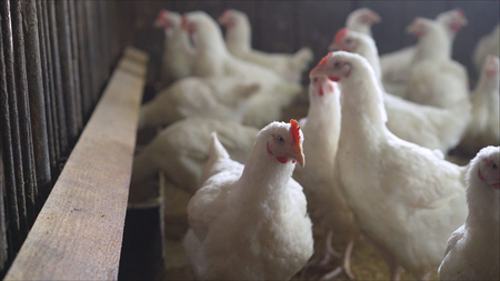 Japan reports avian influenza outbreak in Hokkaido Japan reports avian influenza outbreak in Hokkaido