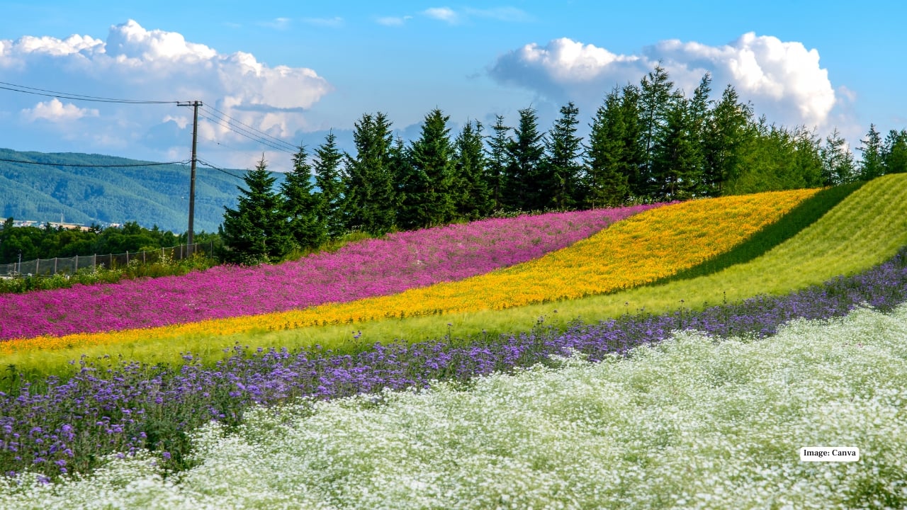 4. Furano Furano is a postcard brought to life. In summer, rolling fields burst into shades of purple, pink, and yellow as lavender and wildflowers bloom across the countryside. Farm Tomita is the star attraction, but the entire region feels gently cinematic. Come winter, Furano swaps flowers for snow, becoming a quieter ski destination with fewer crowds and stunning alpine scenery. Local produce—especially melons, cheese, and wine—is another reason to linger. Seasonal highlight: Mid-July for peak lavender season.