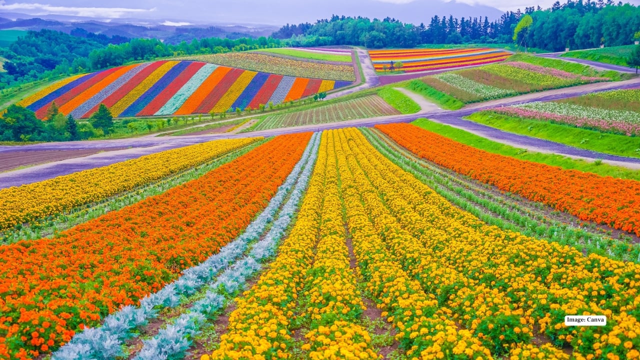 Hokkaido isn’t about rushing from one attraction to the next. It’s about long drives, quiet moments, changing skies, and landscapes that make you pause. Whether you’re chasing powder snow, lavender fields, volcanic lakes, or untouched coastlines, Hokkaido offers a version of Japan that feels spacious, soulful, and unforgettable.