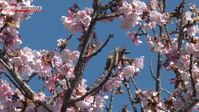 Early-blooming cherry trees attract visitors to seaside garden near Tokyo Early-blooming cherry trees attract visitors to seaside garden near Tokyo