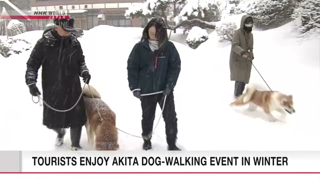Akita dog walking event promotes winter tourism Akita dog walking event promotes winter tourism