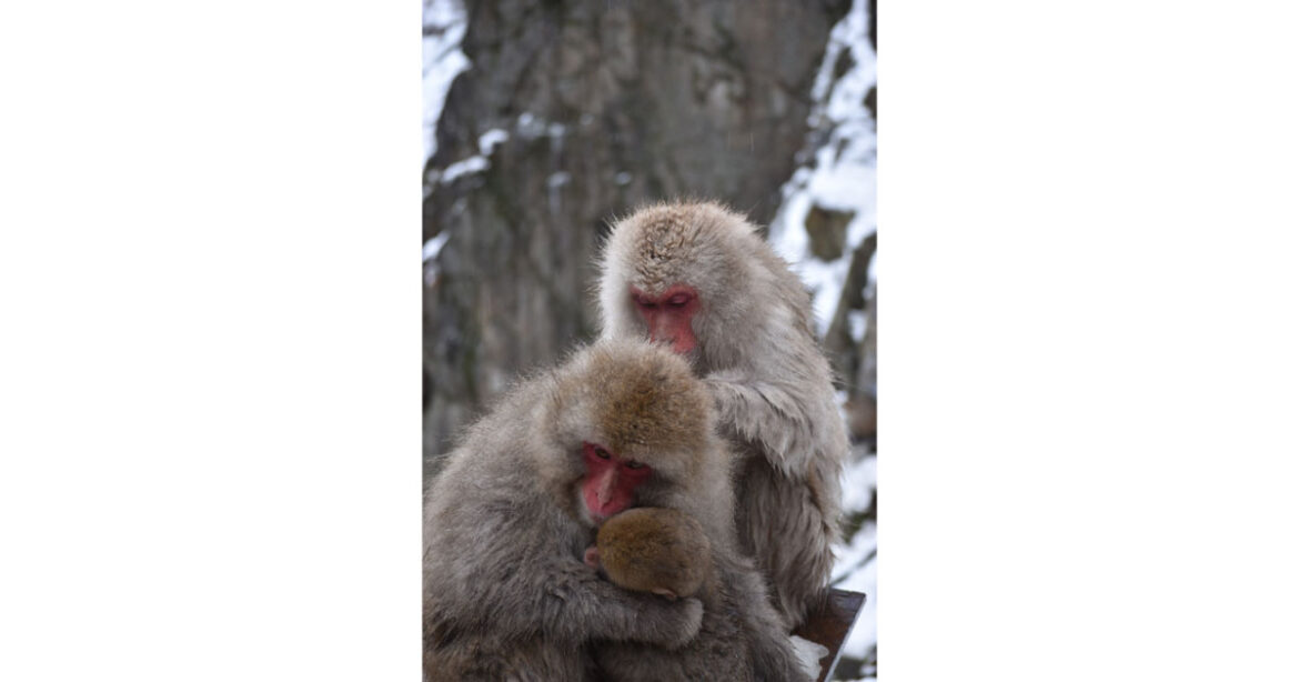 Hot spring bathing doesn't just keep snow monkeys warm