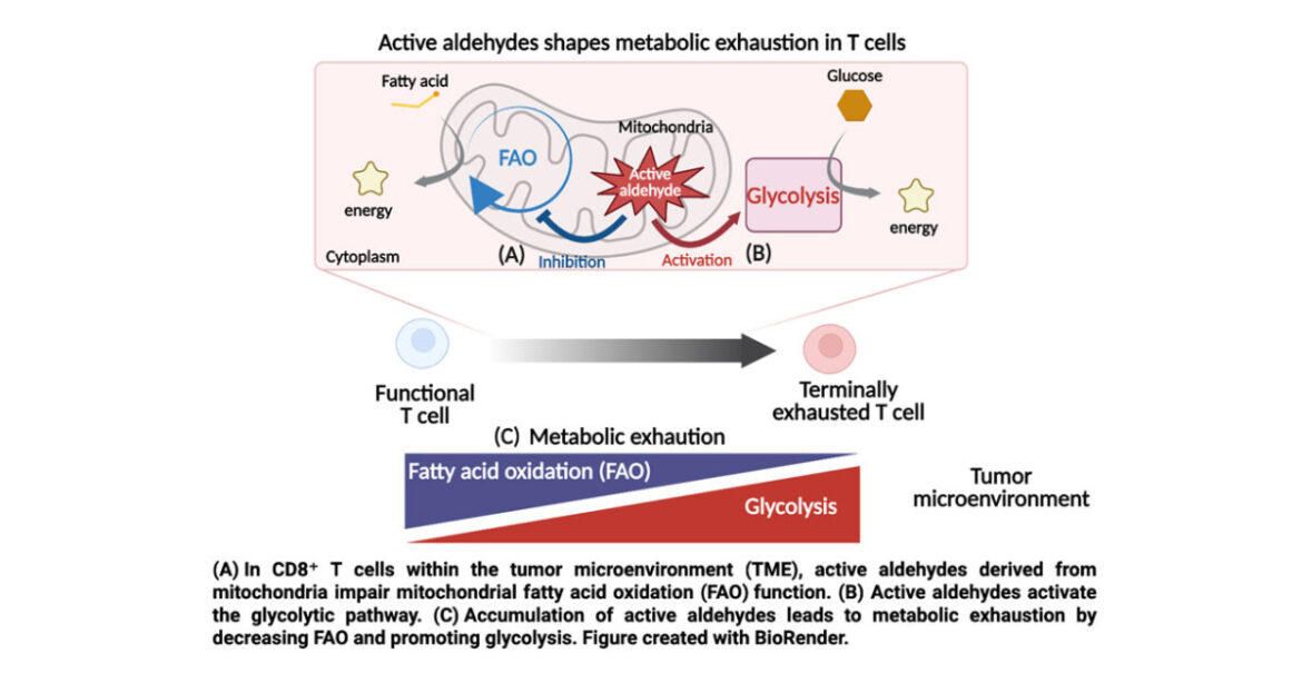 Why do T cells attacking tumors become fatigued?